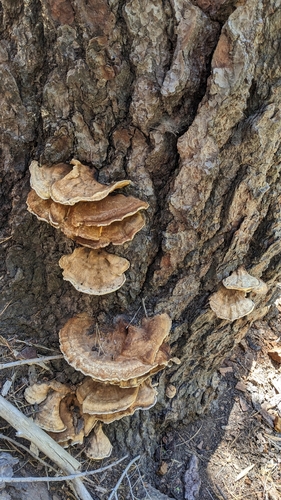 iNaturalist observation photo of Clustered Bracket