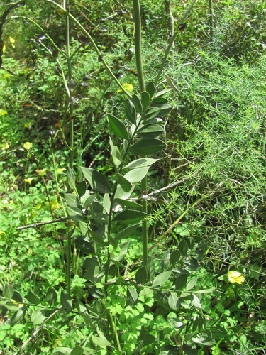 Ruscus aculeatus