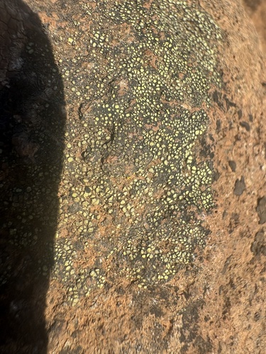 Soil Paint Lichen