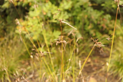 Scirpus pendulus, photograph 1