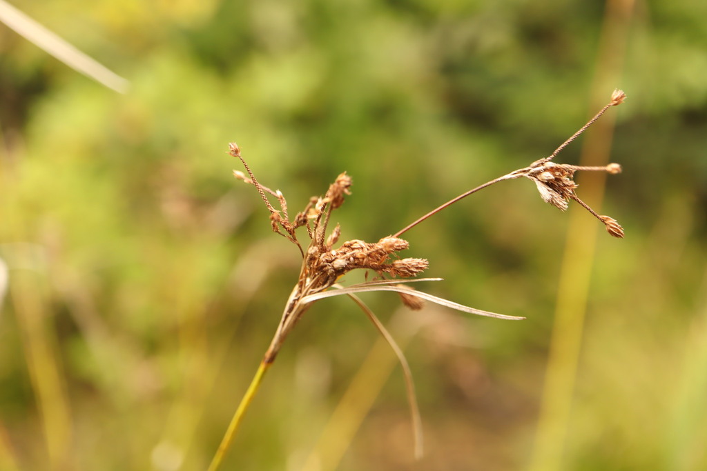 Scirpus pendulus; photograph (c) Henry "Nick" Robertson, some rights reserved (CC BY-SA)