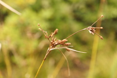 Scirpus pendulus