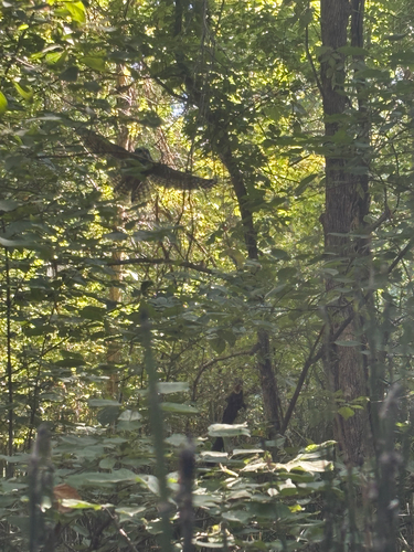 Barred Owl