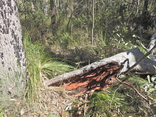 Corymbia intermedia