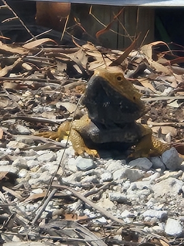 Central Bearded Dragon