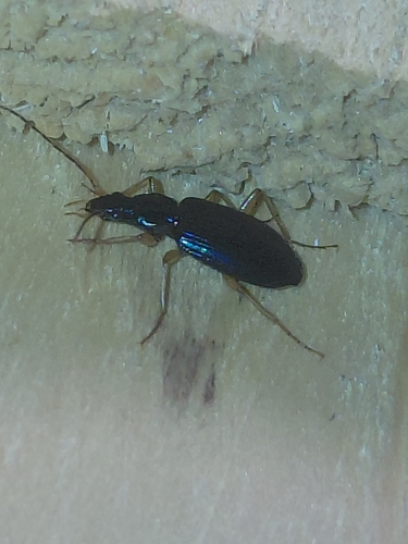 Agonum extensicolle