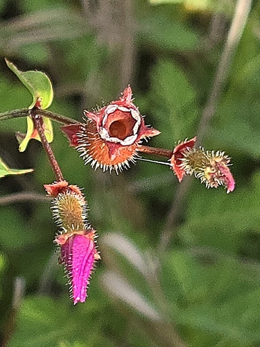 Rhexia alifanus, photograph 3