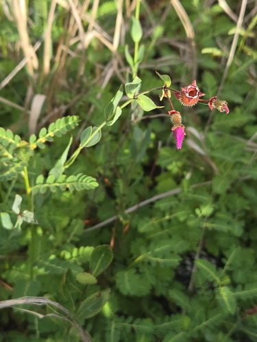 Rhexia alifanus, photograph 4
