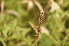 Carex vulpinoidea, photograph (c) Henry "Nick" Robertson, some rights reserved (CC BY-SA)