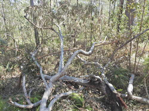Corymbia intermedia, photograph 1