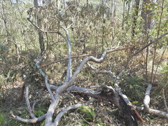 Corymbia intermedia, photograph (c) Scott W. Gavins, some rights reserved (CC BY)