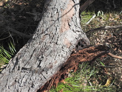 Corymbia intermedia, photograph (c) Scott W. Gavins, some rights reserved (CC BY)