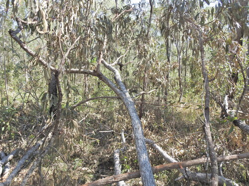 Corymbia intermedia, photograph 3