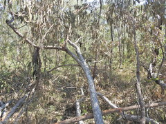 Corymbia intermedia, photograph (c) Scott W. Gavins, some rights reserved (CC BY)