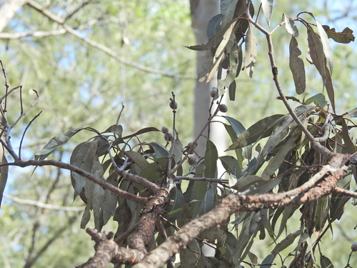 Corymbia intermedia, photograph 4