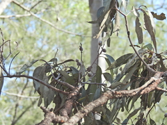 Corymbia intermedia, photograph (c) Scott W. Gavins, some rights reserved (CC BY)