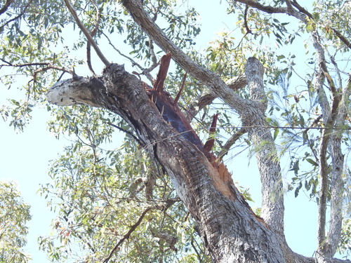 Corymbia intermedia, photograph 6