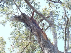 Corymbia intermedia, photograph (c) Scott W. Gavins, some rights reserved (CC BY)