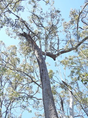 Corymbia intermedia, photograph (c) Scott W. Gavins, some rights reserved (CC BY)