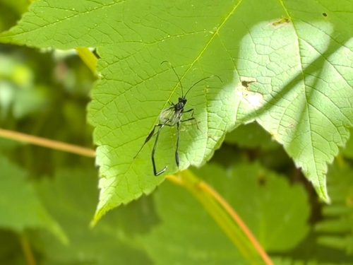 American Pelecinid Wasp