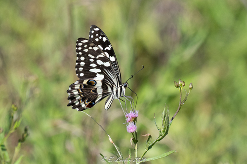 Citrus Swallowtail