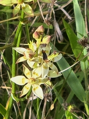 Zigadenus glaberrimus
