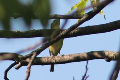 Vireo philadelphicus