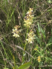 Zigadenus glaberrimus, photograph author not stated, no rights reserved