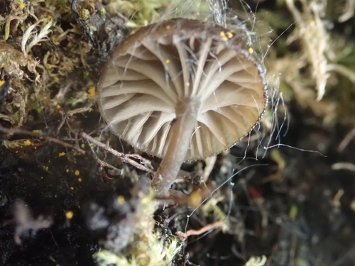 iNaturalist observation photo of Arrhenia