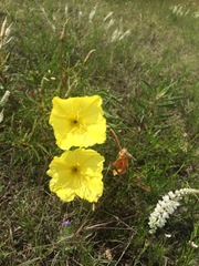 Oenothera macrocarpa