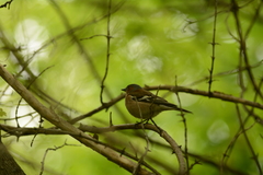 Fringilla coelebs