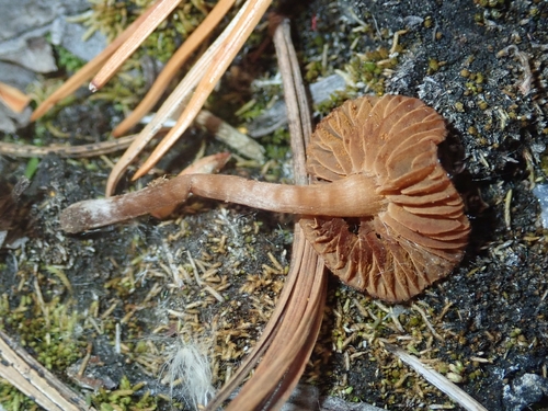 iNaturalist observation photo of Webcaps