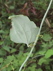 author not stated, no rights reserved Smilax glauca, photograph author not stated, no rights reserved