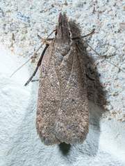 Dichomeris ventrellus