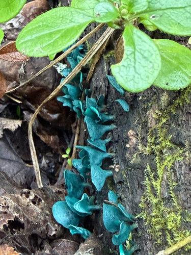 Chlorociboria
