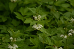 Lamium album