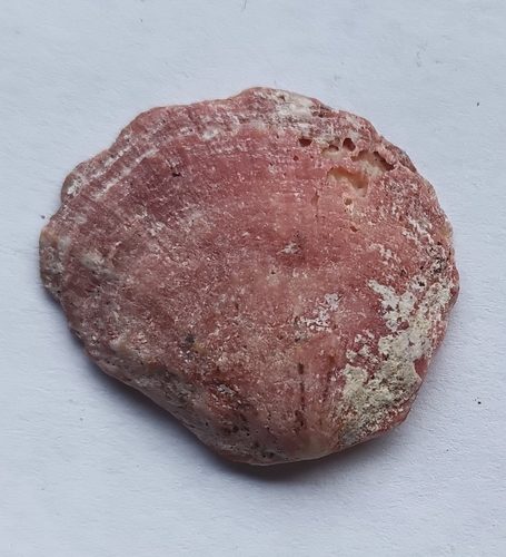 Spondylus violacescens observed 2026-09-05