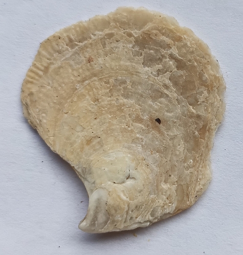 Isognomon perna observed 2026-09-05