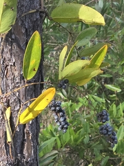 Smilax laurifolia, photograph author not stated, no rights reserved