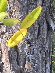 Smilax laurifolia, photograph author not stated, no rights reserved