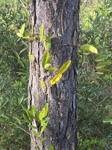 Smilax laurifolia, photograph 5