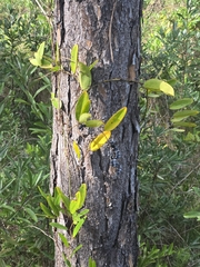 Smilax laurifolia, photograph author not stated, no rights reserved