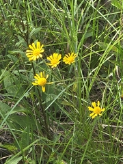 Balduina uniflora