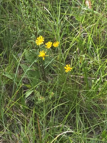 Balduina uniflora, photograph 2
