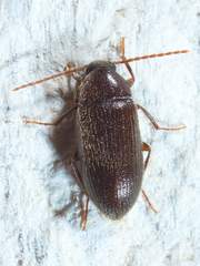 Hymenorus