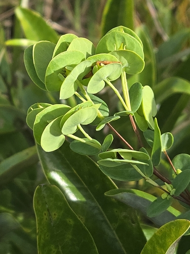 Hypericum crux-andreae