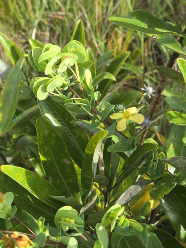 Hypericum crux-andreae, photograph 2