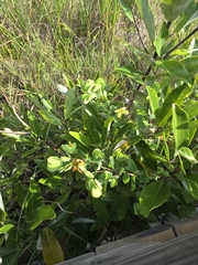 Hypericum crux-andreae, photograph author not stated, no rights reserved
