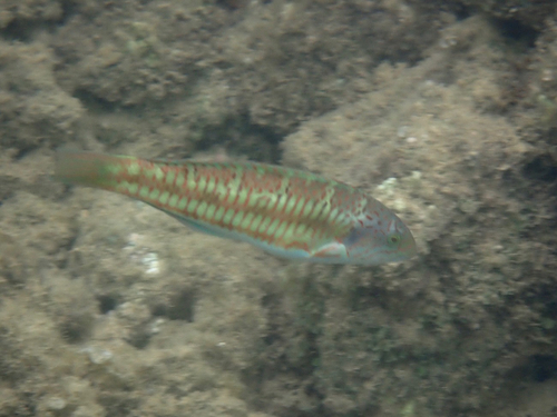 Thalassoma trilobatum, 2026-09-02