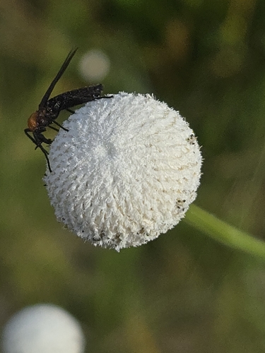 Eriocaulon decangulare, photograph 2